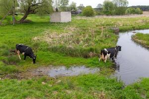 Due bianco e nero mucche bevande acqua a partire dal il fiume foto