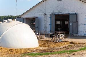 un' piccolo mucca vitello nel un' mangiatoia all'aperto foto