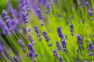 tranquillo natura avvicinamento, floreale fondale con fioritura lavanda fiori. primavera estate natura sfondo, luminosa soleggiato tempo atmosferico, artistico giardino foto. foto