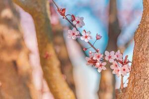 primavera fiori nel fioritura, natura sfondo. bellissimo natura scena con fioritura albero e sole bagliore, floreale sfondo. avvicinamento floreale primavera astratto natura Visualizza, tranquillo, calmo, rilassante e artistico bellezza foto