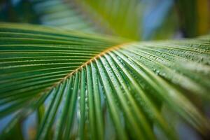 avvicinamento natura Visualizza di verde palma foglia su sfocato verdura sfondo nel giardino a mattina luce del sole, sfondo naturale verde impianti paesaggio. tropicale floreale fondale foto