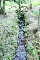 un' piccolo ruscello in esecuzione attraverso un' foresta foto