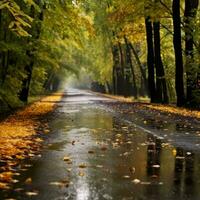 bagnato strada in mezzo autunno parco foto