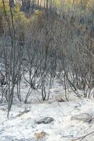 il resti di un' foresta dopo il fuoco foto