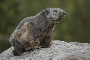 marmotta alpina su roccia foto