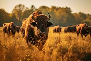 ritratto bufalo nel il mezzo azienda agricola con leggero esposizione foto