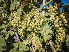 uva bianca della liguria, italia foto