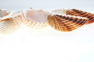 mare conchiglie isolato su bianca sfondo foto