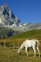 un' bianca cavallo in piedi nel un' campo foto