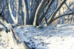 il resti di un' foresta dopo il fuoco foto