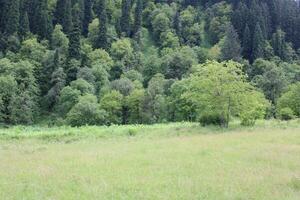 panoramico Visualizza di il naturale bellezza di tao culo, neelum valle, kashmir. tao culo è famoso per suo lussureggiante verde alberi e naturale bellezza. foto