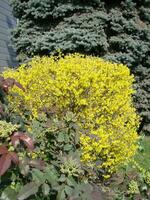 un' macro tiro di il giallo fioriture di un' forsizia cespuglio foto