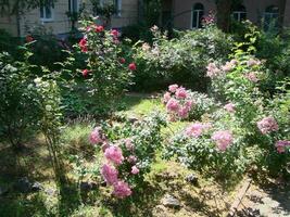 bellissimo giardino con fioritura alberi durante primavera tempo foto