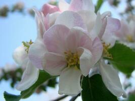 il ape si siede su un' fiore di un' cespuglio fioritura albero di mele e impollina lui foto