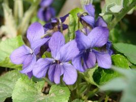 viola pianta con multicolore fiori , Comune Viola, viola tricolore, viola del pensiero fiori, viola wittrockiana foto