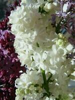 mazzo di bellissimo bianca e viola lilla fiori. primavera fioritura. un' fioritura lilla cespuglio con un' delicato minuscolo fiore. primavera fiore. viola lilla fiore su il cespuglio. foto