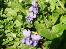 viola pianta con multicolore fiori , Comune Viola, viola tricolore, viola del pensiero fiori, viola wittrockiana foto