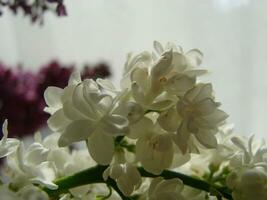 fioritura Comune syringa volgare lillà cespuglio bianca coltivare. primavera paesaggio con mazzo di tenero fiori. foto