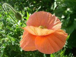 fioritura papaveri fiore giardino estate rosso. oppio, selvaggio campo foto