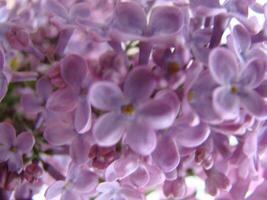 ramo di viola lilla fiori syringa volgare. foto