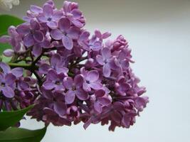 ramo di viola lilla fiori syringa volgare. foto