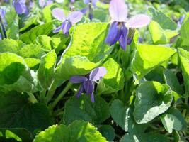 viola pianta con multicolore fiori , Comune Viola, viola tricolore, viola del pensiero fiori, viola wittrockiana foto