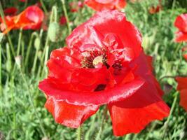 fioritura papaveri fiore giardino estate rosso. oppio, selvaggio campo foto