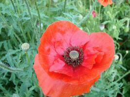 rosso papavero fiori con un' ape e Grano i campi su il sfondo. foto