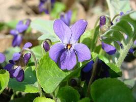 viola pianta con multicolore fiori , Comune Viola, viola tricolore, viola del pensiero fiori, viola wittrockiana foto