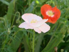 dettaglio di fioritura oppio papavero nel latino papaver sonnifero, papavero campo, bianca colorato papavero foto