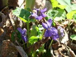 viola pianta con multicolore fiori , Comune Viola, viola tricolore, viola del pensiero fiori, viola wittrockiana foto