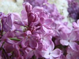 ramo di viola lilla fiori syringa volgare. foto