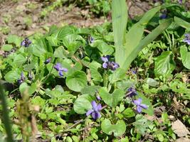 viola pianta con multicolore fiori , Comune Viola, viola tricolore, viola del pensiero fiori, viola wittrockiana foto