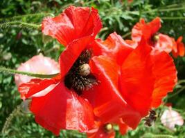 rosso papavero fiori con un' ape e Grano i campi su il sfondo. foto