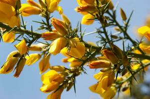 un' grande cespuglio con giallo fiori foto