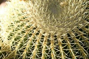 un' cactus pianta con molti picchi foto