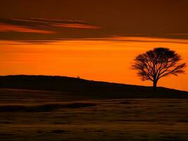 un' solitario albero sta nel il mezzo di un' campo a tramonto foto