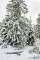paesaggio forestale invernale nella montagna Brocken, Harz, Germania