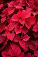 vivace rosso stelle di Natale su Schermo a un' vacanza mercato foto