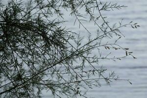 secco fiori e mediterraneo le foglie con marino sfondo foto