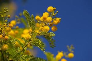 fiori gialli in natura foto