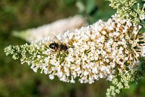 gli insetti raccolgono polline in giardino