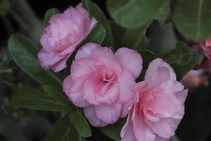 fiore di adenium della rosa del deserto di colore rosa e bianco con sfondo verde foto