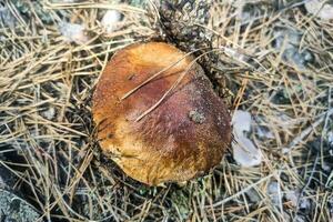 il grande fungo boletus edulis cresce nel un' conifero foresta. foto