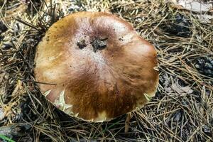 il grande fungo boletus edulis cresce nel un' conifero foresta. foto