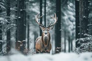un' cervo sta nel davanti di un' neve coperto campo nel un' inverno foresta. generativo ai foto
