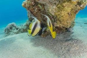 i pesci nuotano nel mar rosso, pesci colorati, eilat israele foto