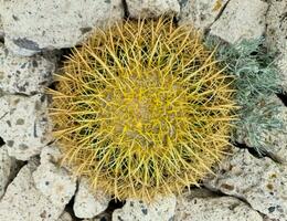 un' bellissimo grande cactus nel il sole di tenerife. foto