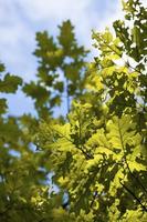 foglie verdi di stagione in natura foto