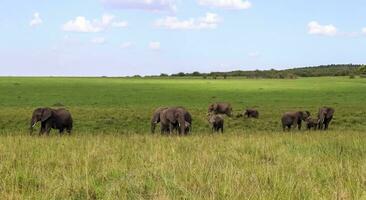 bellissimo selvaggio elefanti nel il savana di Africa. foto